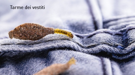 Tarme dei vestiti